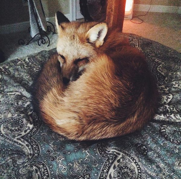 juniper-fox-happiest-instagram-28.jpg (96.84 Kb)