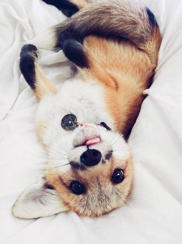 juniper-fox-happiest-instagram-35.jpg (60.24 Kb)