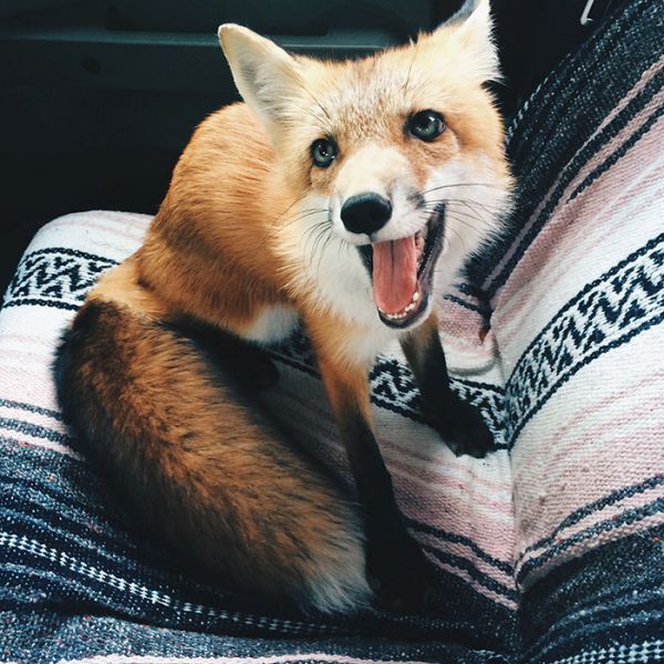 juniper-fox-happiest-instagram-36.jpg (83.03 Kb)