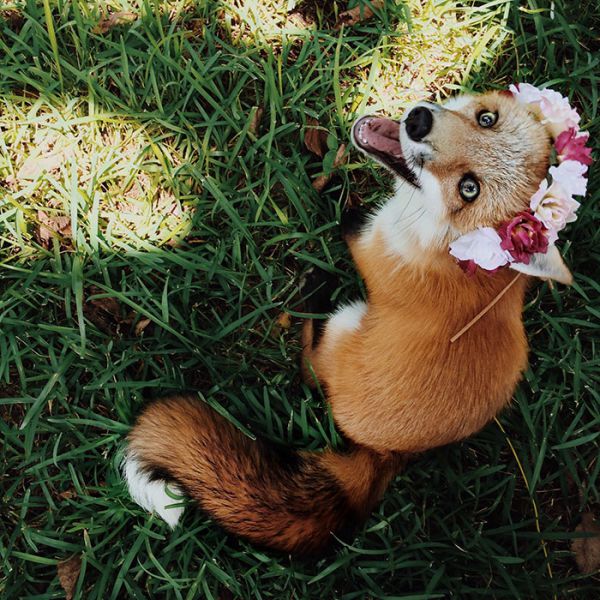 juniper-fox-happiest-instagram-37.jpg (104.98 Kb)
