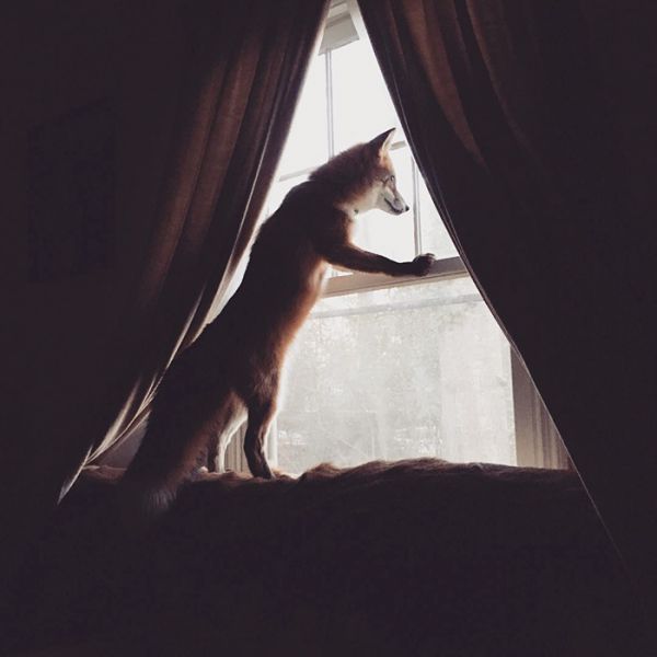 juniper-fox-happiest-instagram-6.jpg (26.47 Kb)