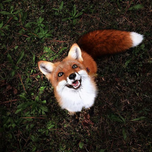 juniper-fox-happiest-instagram-9.jpg (97.99 Kb)