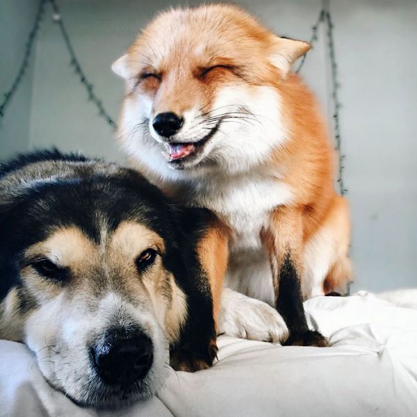 juniper-pet-fox-dog-friendship-moose-2.jpg (54.1 Kb)