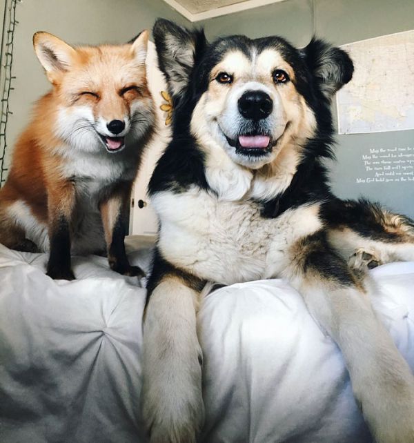 juniper-pet-fox-dog-friendship-moose-6.jpg (63.9 Kb)