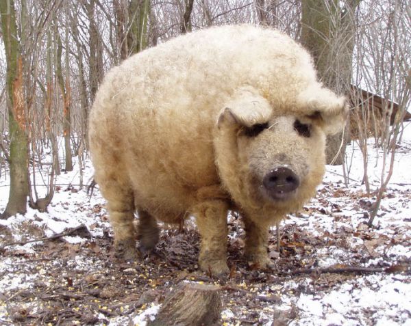 mangalitsa-furry-pigs-hairy-sheep-37__700.jpg (81.2 Kb)