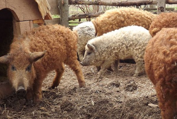 mangalitsa-furry-pigs-hairy-sheep-38__700.jpg (68.3 Kb)
