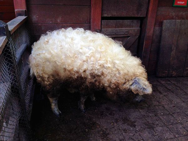 mangalitsa-furry-pigs-hairy-sheep-39__700.jpg (51.44 Kb)