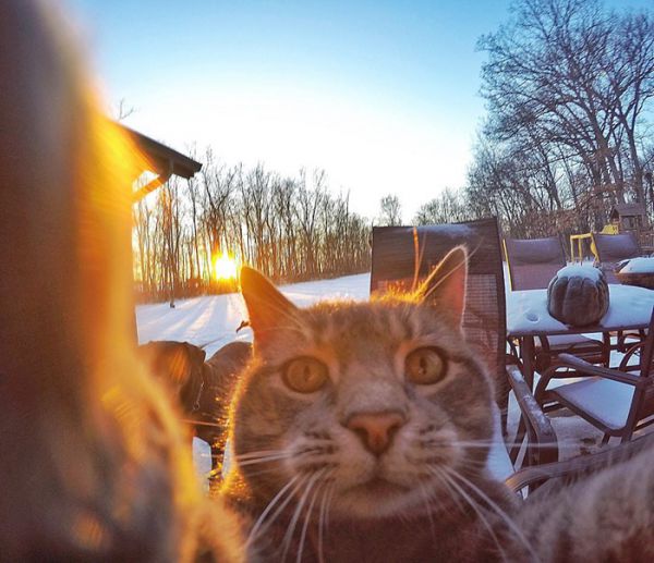 manny-cat-takes-selfies-dogs-gopro-1.jpg (56.37 Kb)