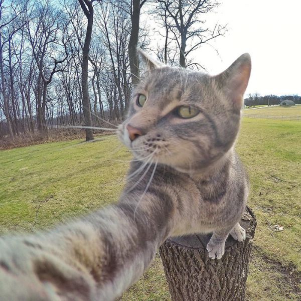 manny-cat-takes-selfies-dogs-gopro-11.jpg (94.2 Kb)