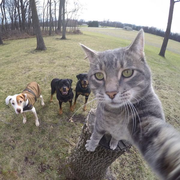 manny-cat-takes-selfies-dogs-gopro-13.jpg (78.65 Kb)