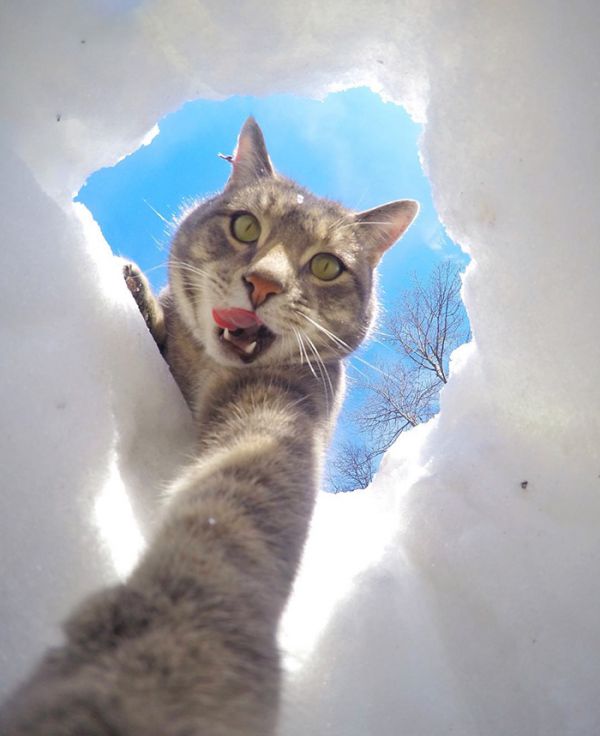 manny-cat-takes-selfies-dogs-gopro-16.jpg (44.37 Kb)