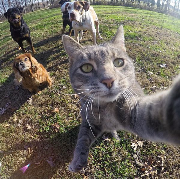 manny-cat-takes-selfies-dogs-gopro-9.jpg (114.65 Kb)