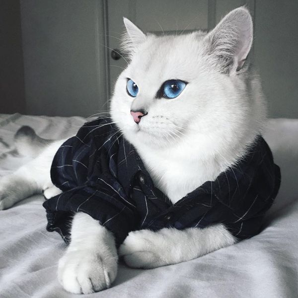 most-beautiful-eyes-cat-coby-british-shorthair-13.jpg (.58 Kb)