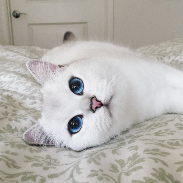 most-beautiful-eyes-cat-coby-british-shorthair-14.jpg (46.19 Kb)