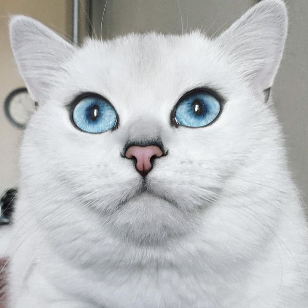most-beautiful-eyes-cat-coby-british-shorthair-25.jpg (43.53 Kb)