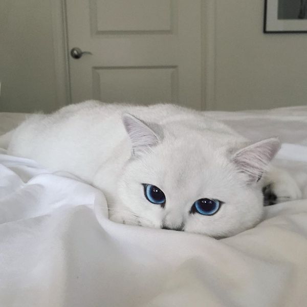 most-beautiful-eyes-cat-coby-british-shorthair-32.jpg (27.42 Kb)