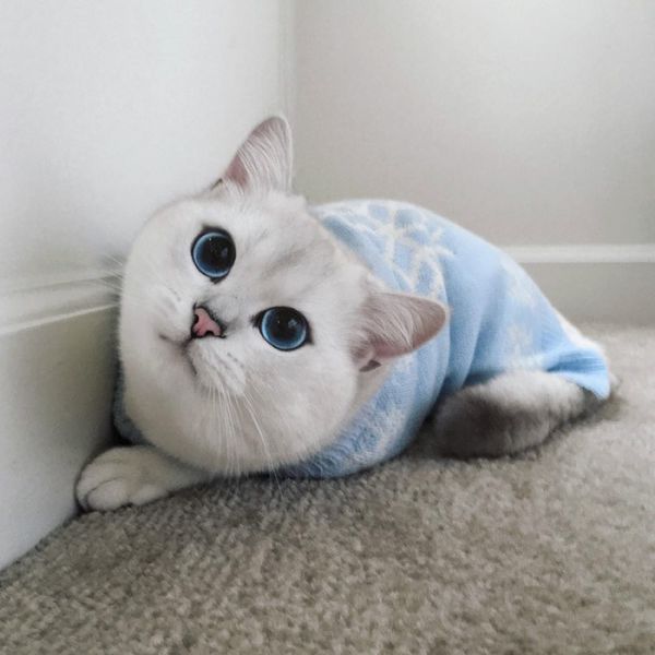 most-beautiful-eyes-cat-coby-british-shorthair-42.jpg (39.61 Kb)