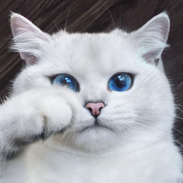 most-beautiful-eyes-cat-coby-british-shorthair-44.jpg (.64 Kb)