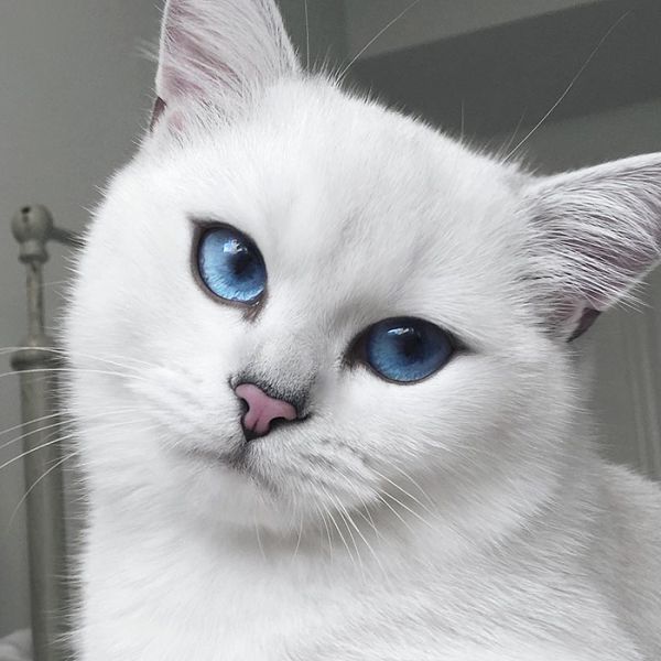 most-beautiful-eyes-cat-coby-british-shorthair-45.jpg (.88 Kb)