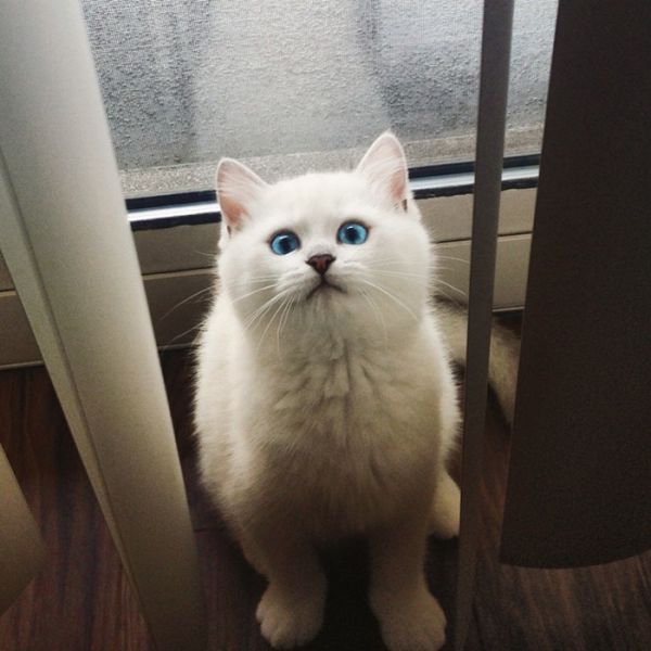most-beautiful-eyes-cat-coby-british-shorthair-.jpg (45.43 Kb)