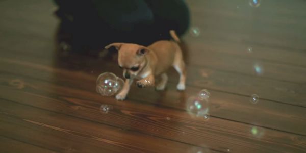o-chihuaha-bubbles-facebook.jpg (14.3 Kb)