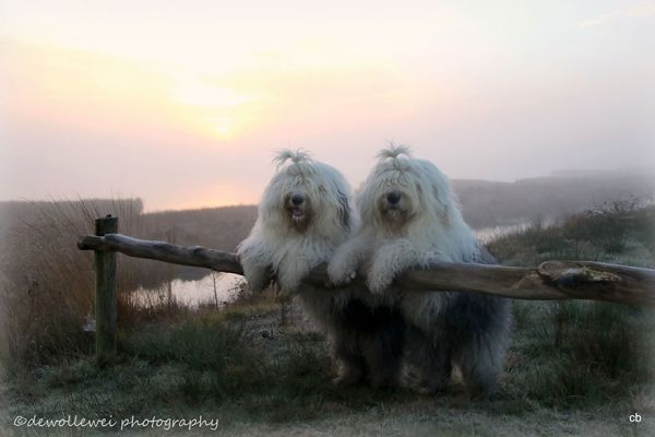 old-english-sheepdog-dog-sisters-sophie-sarah-cees-bol-1.jpg (26.85 Kb)