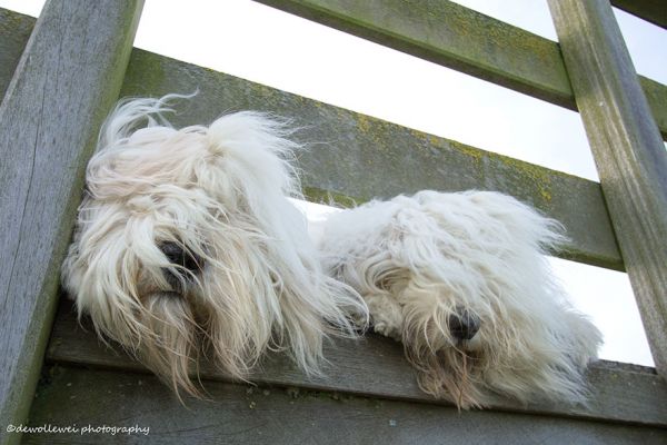 old-english-sheepdog-dog-sisters-sophie-sarah-cees-bol-22.jpg (45.19 Kb)