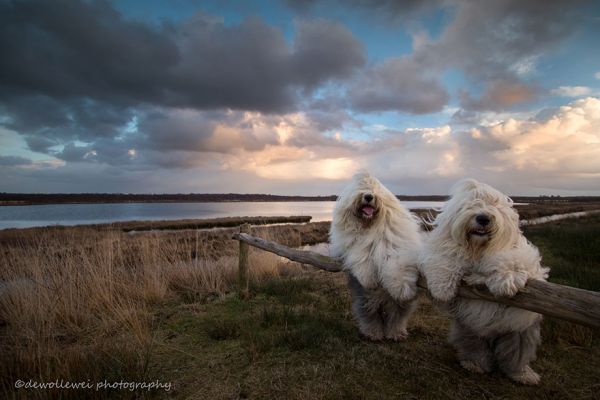 old-english-sheepdog-dog-sisters-sophie-sarah-cees-bol-3.jpg (36.92 Kb)