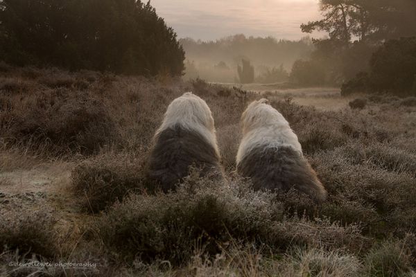old-english-sheepdog-dog-sisters-sophie-sarah-cees-bol-4.jpg (45.92 Kb)