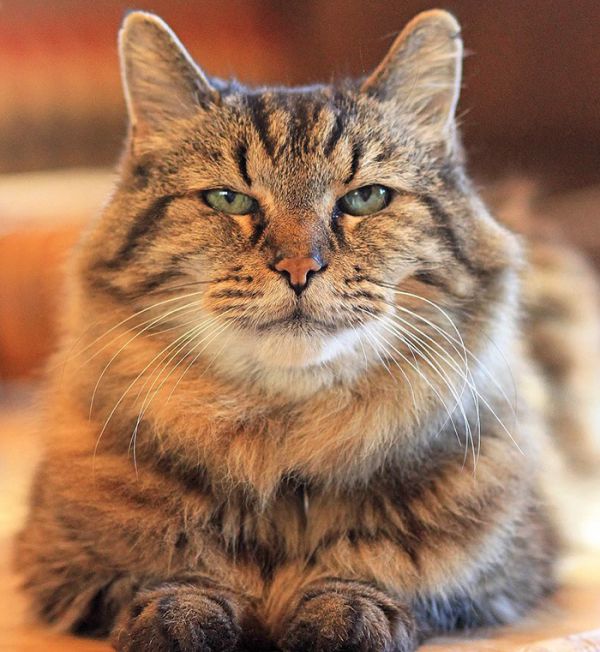 oldest-cat-living-guinness-world-records-corduroy-26.jpg (74.63 Kb)
