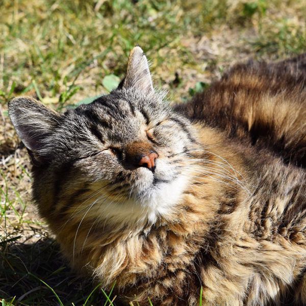 oldest-cat-living-guinness-world-records-corduroy-38.jpg (95.89 Kb)