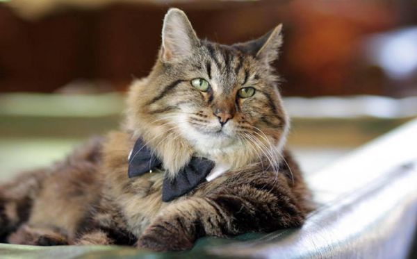 oldest-cat-living-guinness-world-records-corduroy-52.jpg (31.81 Kb)