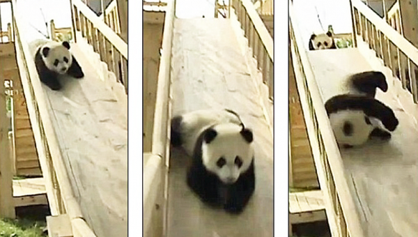 panda-babies-on-slide.png (365.19 Kb)