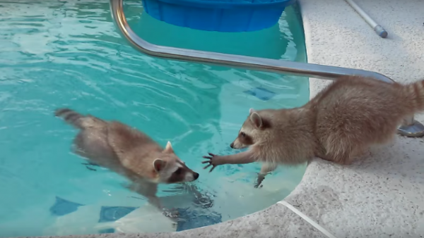 raccoons-swimming-pool-ukk_1.png (290.42 Kb)