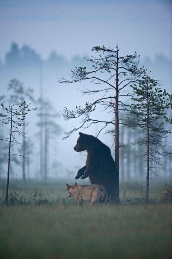 rare-animal-friendship-gray-wolf-brown-bear-lassi-rautiainen-finland-131.jpg (71.78 Kb)