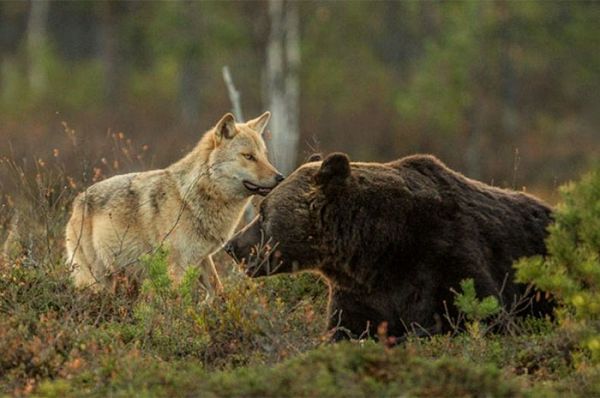 rare-animal-friendship-gray-wolf-brown-bear-lassi-rautiainen-finland-18.jpg (41.63 Kb)