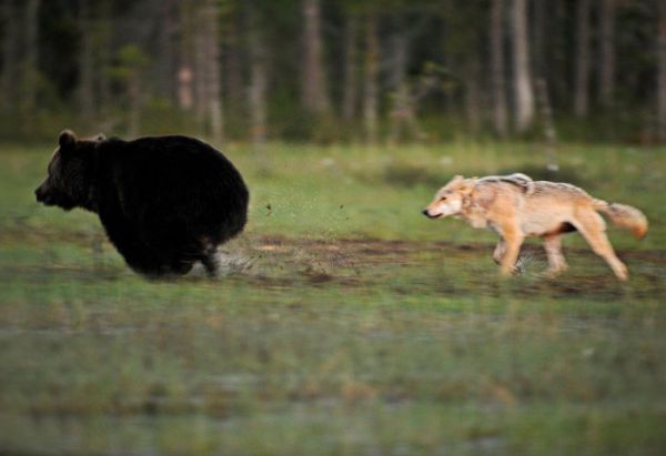 rare-animal-friendship-gray-wolf-brown-bear-lassi-rautiainen-finland-21.jpg (26.69 Kb)