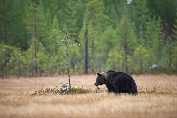 rare-animal-friendship-gray-wolf-brown-bear-lassi-rautiainen-finland-51.jpg (34.25 Kb)