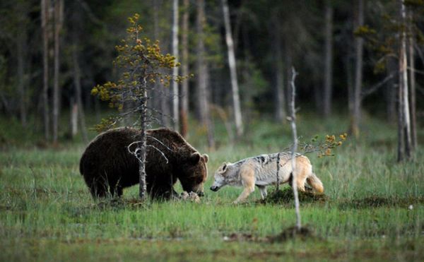 rare-animal-friendship-gray-wolf-brown-bear-lassi-rautiainen-finland-81.jpg (37.72 Kb)