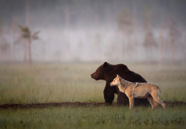 rare-animal-friendship-gray-wolf-brown-bear-lassi-rautiainen-finland-91.jpg (24.33 Kb)
