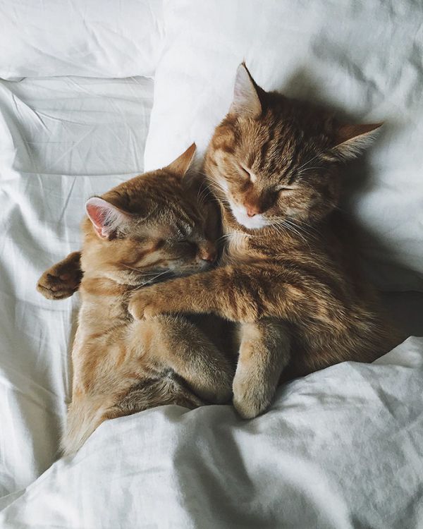 rescue-cats-inseparable-brothers-ginger-anyagrapes-12.jpg (71.54 Kb)