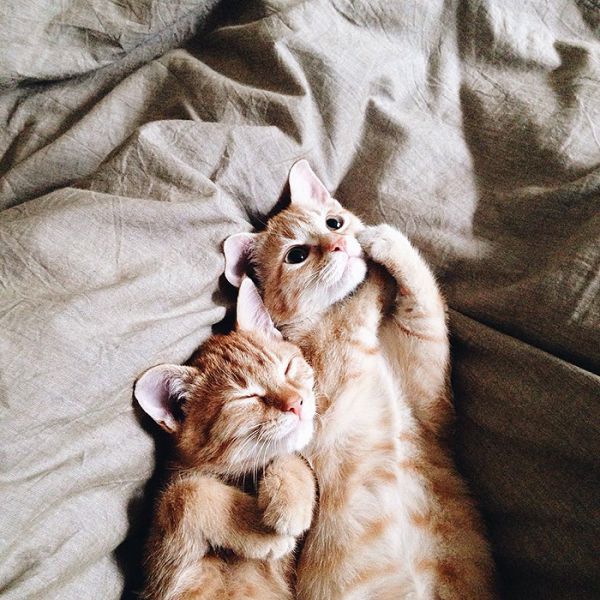 rescue-cats-inseparable-brothers-ginger-anyagrapes-22.jpg (85.24 Kb)