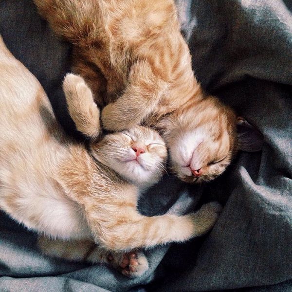 rescue-cats-inseparable-brothers-ginger-anyagrapes-3.jpg (81.96 Kb)