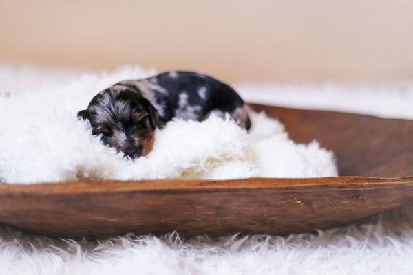 sausage-dog-maternity-photoshoot-puppies-1.jpg (24.98 Kb)