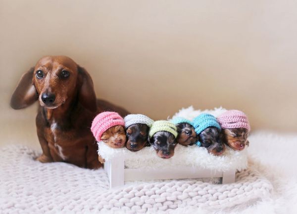 sausage-dog-maternity-photoshoot-puppies-2.jpg (28. Kb)