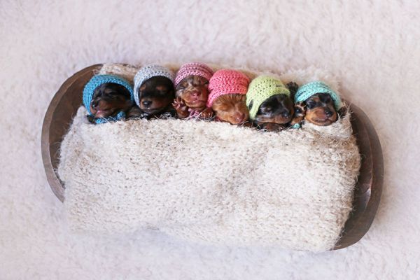 sausage-dog-maternity-photoshoot-puppies-3.jpg (39.95 Kb)
