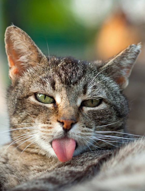 sofia-cat-tongue.jpg (81.78 Kb)