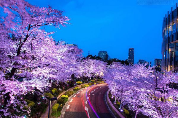 spring-japan-cherry-blossoms-national-geographics-91.jpg (71. Kb)