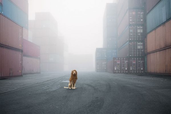 stray-dog-big-city-lion-grossstadtlowe-julia-marie-werner-1.jpg (25.98 Kb)