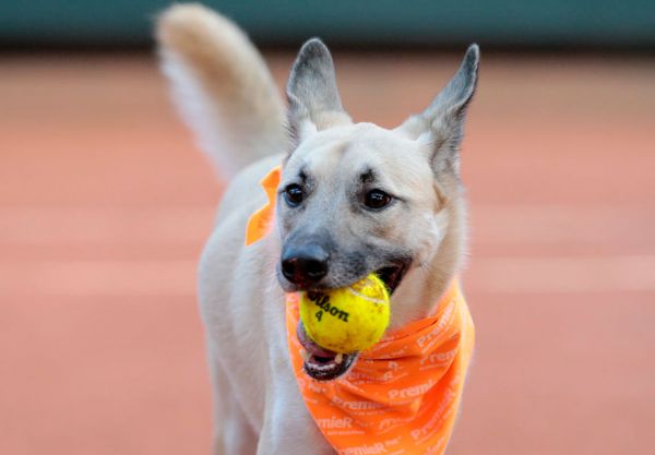 stray-dogs-tennis-ball-boys-brazil-open-tournament-3.jpg (23.61 Kb)